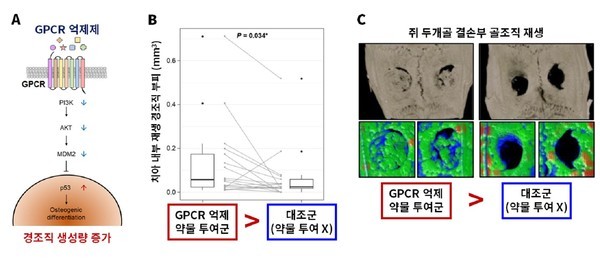 (A) GPCR 억제제를 통한 경조직 재생 기전GPCR 억제제를 투여하면 세포 내 신호전달체계를 따라 PI3K, AKT, MDM2 단백질이 순차적으로 감소하고, 결과적으로 p53 단백질이 증가하여 줄기세포의 경조직 생성 세포로의 분화를 촉진한다.       (B, C) GPCR 억제제 투여시 치아 경조직 및 골조직 생성량 비교(B) 성견 치아에 GPCR 억제 약물을 투여한 경우 투여하지 않은 대조군과 비교하여 많은 양의 경조직이 재생되는 것을 확인했다.  (C) 쥐 두개골 결손부에 GPCR 억제 약물을 투여한 경우 투여하지 않은 대조군과 비교하여 많은 양의 골조직이 재생되는 것을 확인했다.