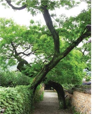 ▲ 이씨 고가 골목 입구에 있는 부부회화나무