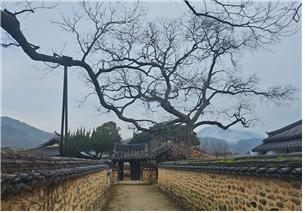 ▲ 부부회화나무를 지나면 이씨 고가 대문과 남사마을에서 가장 큰 회화나무가 보인다.