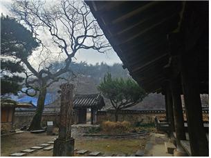 ▲ 대문을 들어서자마자 있는 회화나무는 남사마을에서 가장 키가 크고 오래된 회화나무이다.