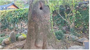 ▲ 이씨 고가 회화나무 밑둥에 있는 구멍과 돌기