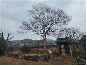 ▲ 사양정사 배롱나무. 뒤쪽으로 보이는 나무가 선명당의 단풍나무이고 맨 왼쪽 건물이 선명당인데 배롱나무 옆 중문을 통해 안채와 선명당으로 들어간다.