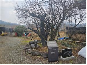 ▲ 사랑채 앞마당에 있는 하씨 고가 700년 된 원정매