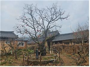 ▲ 하씨 고가의 뒷마당에 있는 600년 넘게 버티고 있는 감나무에선 올해도 탐스런 감이 매달려 있다. 뒤로는 사양정사로 들어가는 정씨 고가 솟을대문이 보인다.