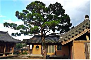 ▲ 사효재의 향나무