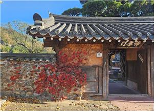 ▲ 사효재 앞에 물들은 담쟁덩굴의 단풍은 황토벽과 담장, 대문채와 함께 어울려 토속적인 한국미를 뽐내고 있다.