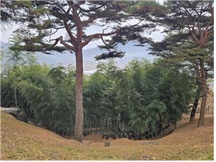 ▲ 극장 뒤로 조금만 오르면 박헌봉 선생의 국악에 대한 올곧은 기개와 같이 곧게 하늘을 향해 뻗어 올라간 소나무에게 ‘기산송’이라는 이름을 붙여 주었다.